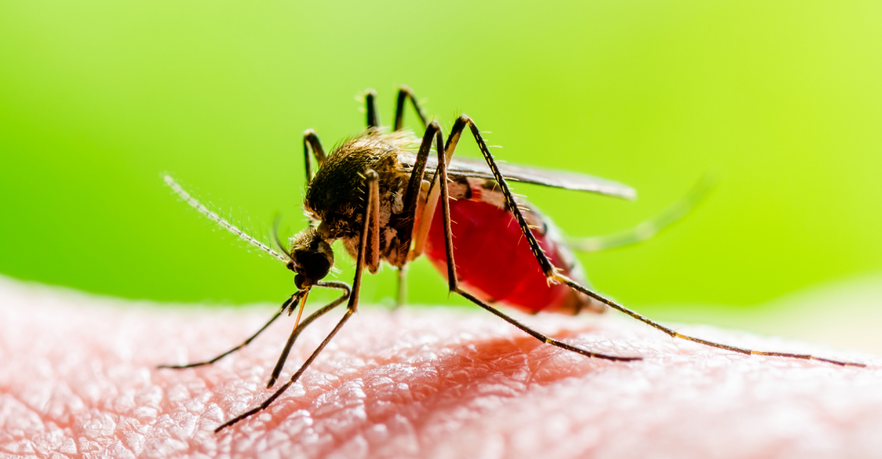 Leishmaniasis Cutánea